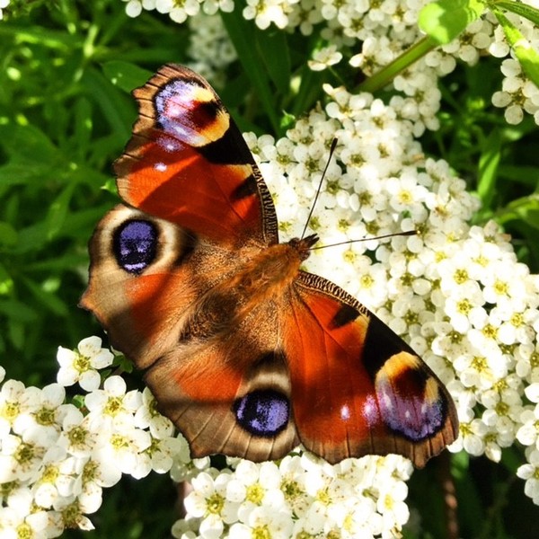 Big Butterfly Count event at Tower Hamlets Cemetery Park