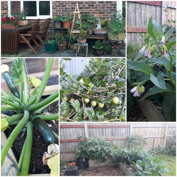 Allotment?Veg Patch Thread 10 - Plotmenters  busy into summer ! and loving James Wong
