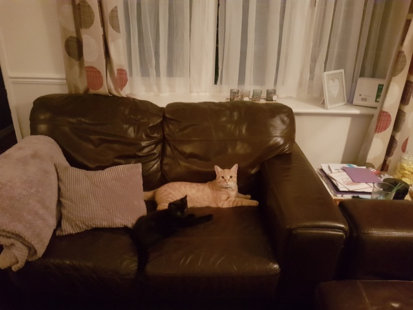 Cats and the heat