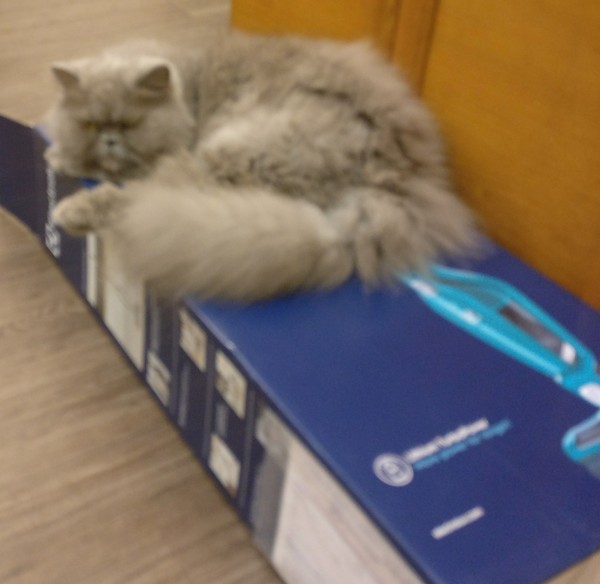 Cats still catting. What's your DCat up to today? Pt 3