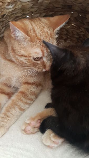 Another stray kitten!!!
