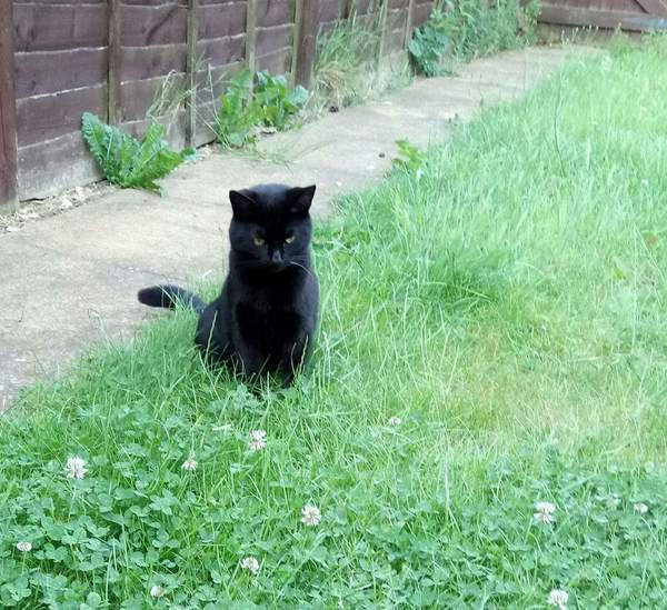 Cat seems unbothered by hot weather??