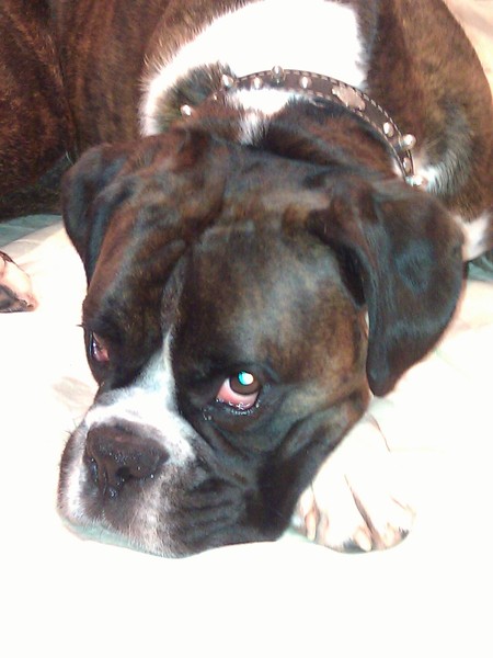 Tell us what your pets mean to you - for a chance to win a Fitbit Alta plus a copy of Finding Gobi. Now closed.