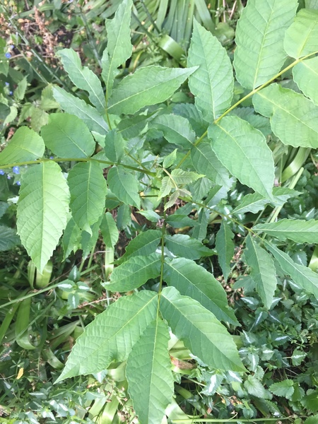 Any idea what plant this is?