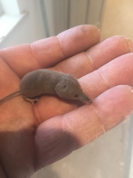 Dh has died and the MN lifesavers are helping us to keep our heads above water