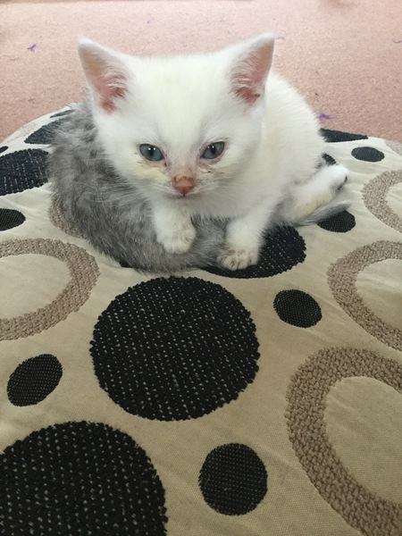 Flea dirt on my kitten
