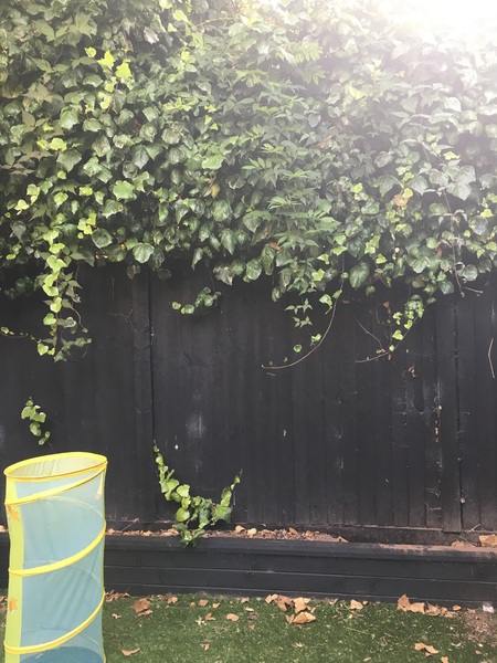 Are painted/stained fences anything other than brown a bit naff?