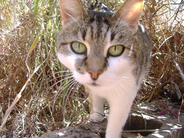 Anyone lost this? On my backstep if it's yours!