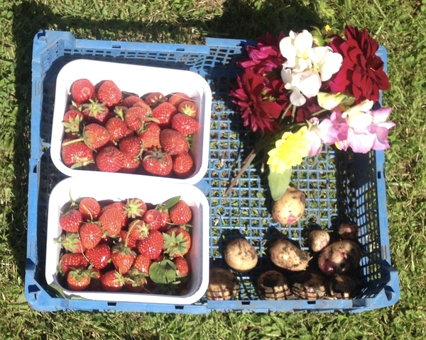 Allotment?Veg Patch Thread 10 - Plotmenters  busy into summer ! and loving James Wong