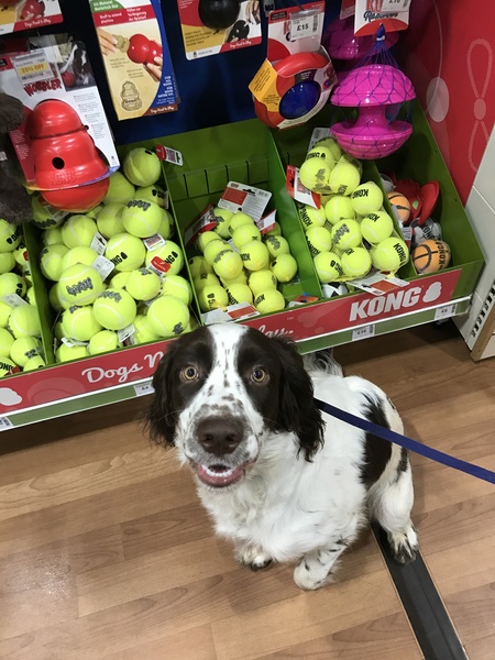 Help naming male springer puppy