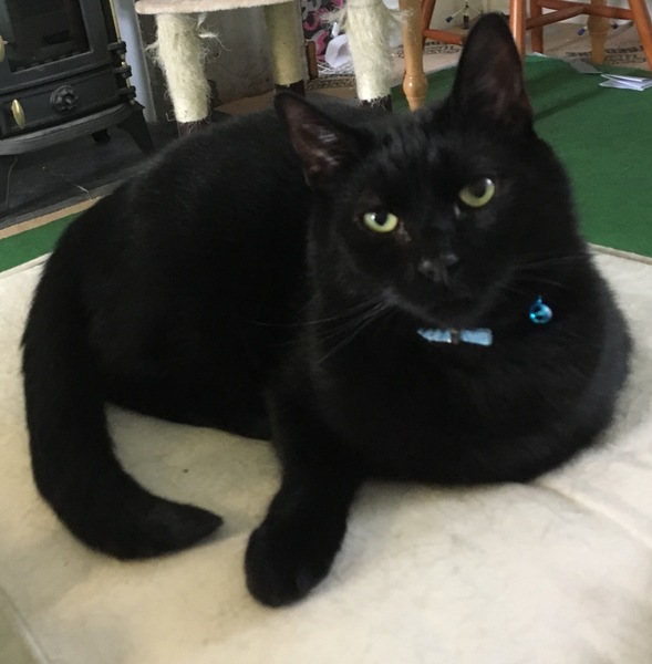 Cats still catting. What's your DCat up to today? Pt 3