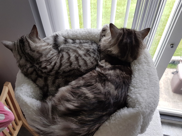 Cats still catting. What's your DCat up to today? Pt 3