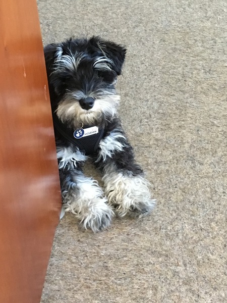 Does anyone fancy a "puppy survival" thread part 2