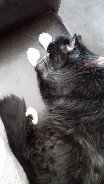 Cats still catting. What's your DCat up to today? Pt 3