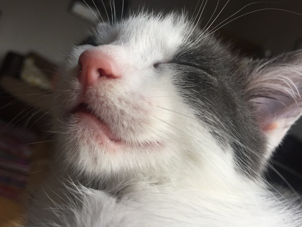 So who got a new kitten recently? Let's see then.