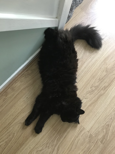 Cats still catting. What's your DCat up to today? Pt 3