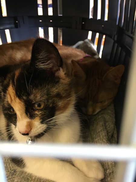 Cats still catting. What's your DCat up to today? Pt 3