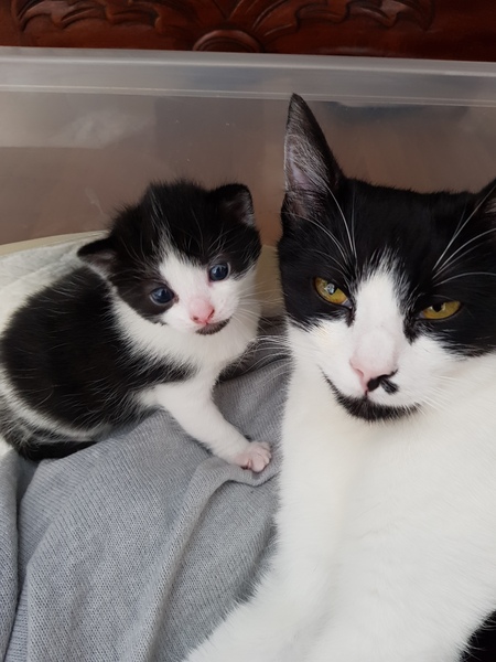 So who got a new kitten recently? Let's see then.