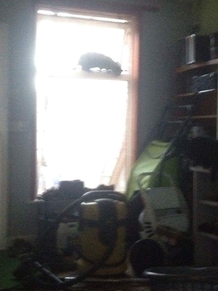 Cats still catting. What's your DCat up to today? Pt 3