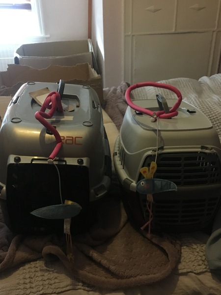 Cats still catting. What's your DCat up to today? Pt 3