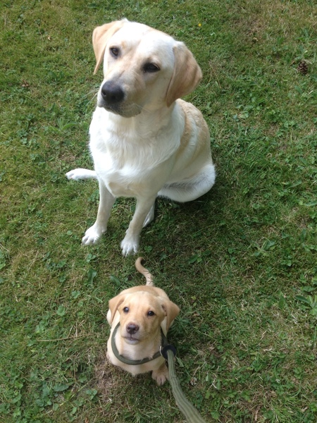 'Friend' can't or won't accept my guide dog...