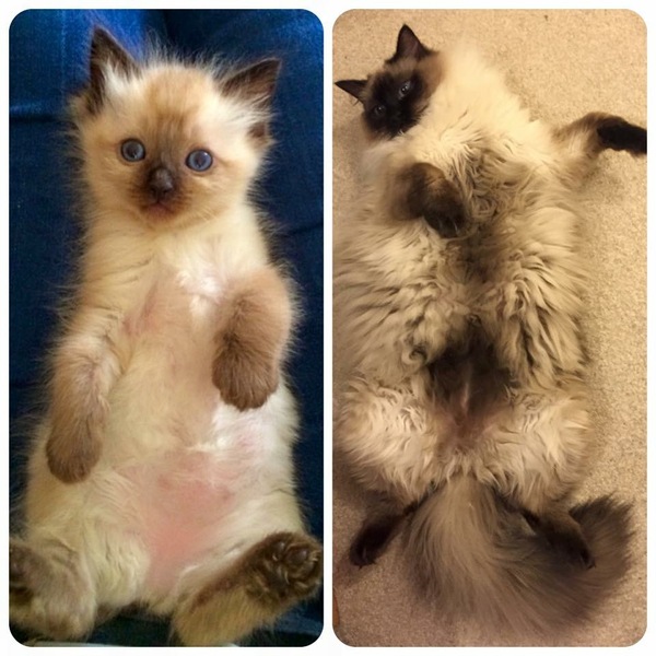 To ask to see a picture of your pet when it was a baby and now?
