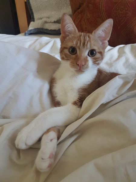 Cats still catting. What's your DCat up to today? Pt 3