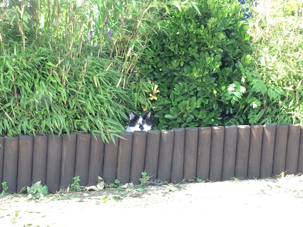 Fattycat is planning world domination.