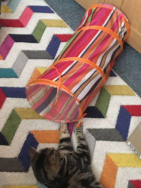 Cats still catting. What's your DCat up to today? Pt 3
