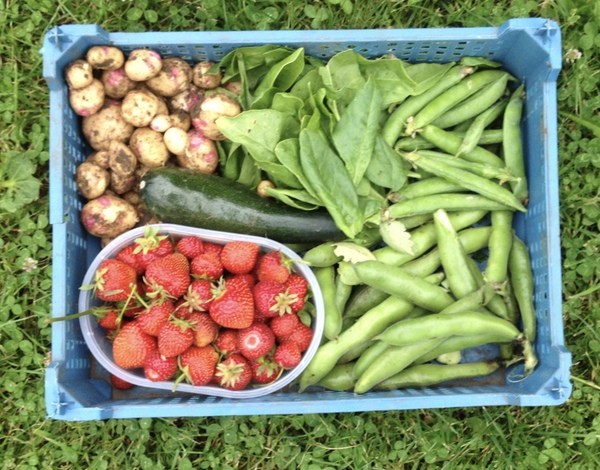Allotment?Veg Patch Thread 10 - Plotmenters  busy into summer ! and loving James Wong