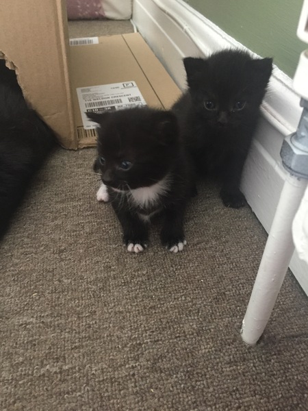 Abandoned 1 week old kitten being taken in by foster cat