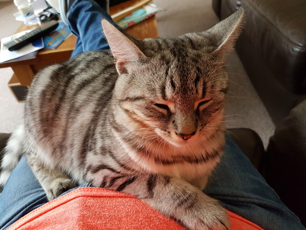 Cats still catting. What's your DCat up to today? Pt 3