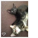 Vomiting kitten
