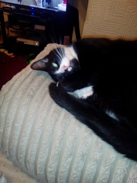 To love my kittens and want to see yours?