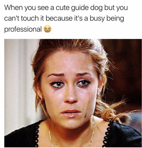 'Friend' can't or won't accept my guide dog...