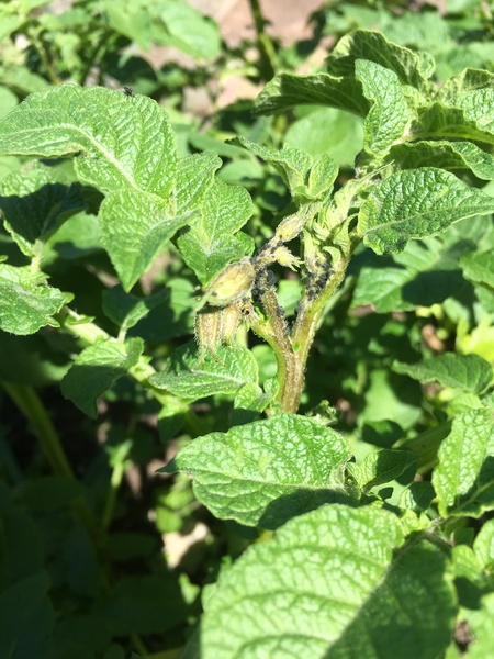 What's on my potato plants?