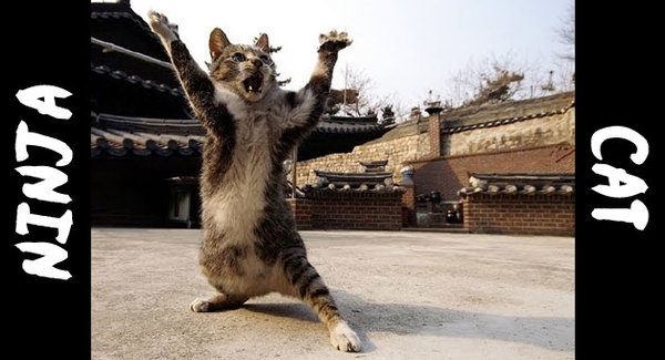 Can I stop another cat bullying my cat in our garden?