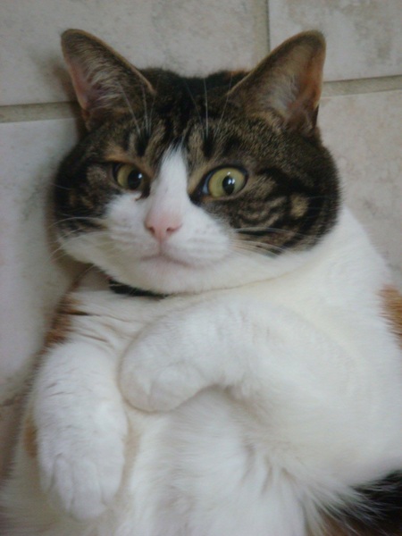 Tell us what your pets mean to you - for a chance to win a Fitbit Alta plus a copy of Finding Gobi. Now closed.