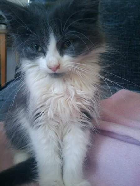 To love my kittens and want to see yours?