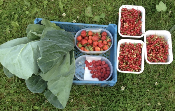 Allotment?Veg Patch Thread 10 - Plotmenters  busy into summer ! and loving James Wong
