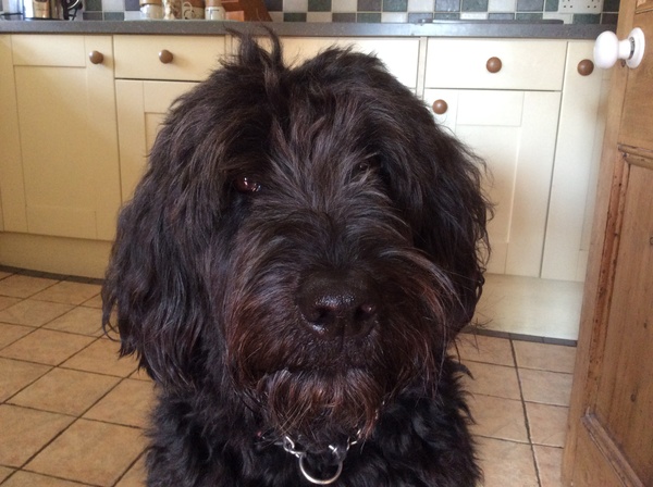 Tell us what your pets mean to you - for a chance to win a Fitbit Alta plus a copy of Finding Gobi. Now closed.