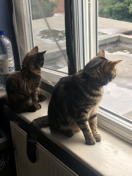 To write a fatty and smith instruction Manual for cattery