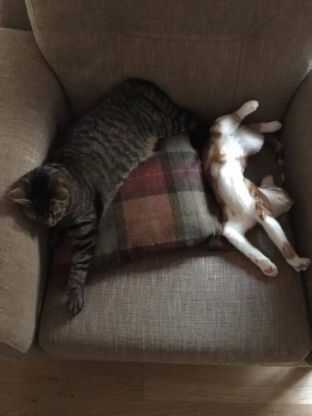 Cats still catting. What's your DCat up to today? Pt 3