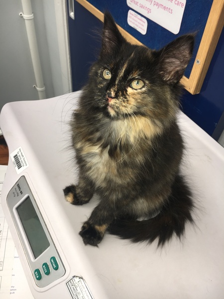 Cats still catting. What's your DCat up to today? Pt 3