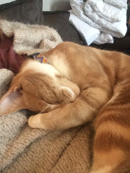 To cat or not to cat?