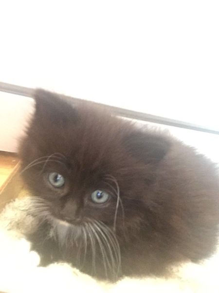 What do I call my new long haired fluffy black kitten?