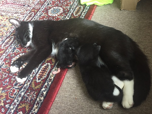 Abandoned 1 week old kitten being taken in by foster cat