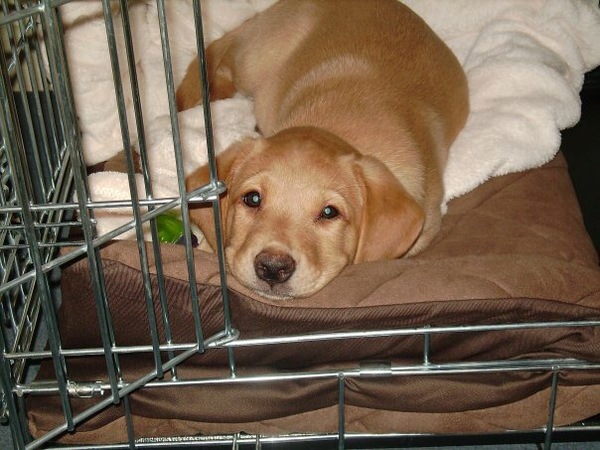 To ask to see a picture of your pet when it was a baby and now?