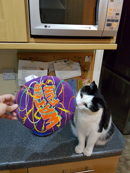 What is wonderful about your cat?