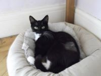 To ask to see a picture of your pet when it was a baby and now?